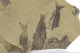 Fossil Fish (Gosiutichthys) Mortality Plate - Wyoming #357160-2